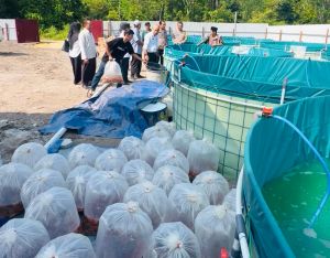 Kecamatan Kumpeh Ulu Kembangkan Budidaya Ikan Nila Sistem Bioflok Dukung Ketahanan Pangan Nasional