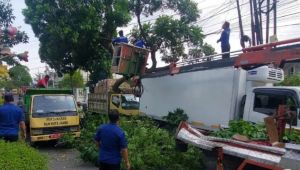 Dua Mobil Tertimpa Pohon Tumbang Saat Antre BBM di SPBU Jambi Selatan
