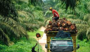 Harga Sawit, CPO dan Kernel Merosot
