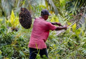 Harga Sawit Merosot Lagi, Petani Swadaya Makin Tertekan