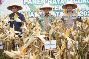 Panen Jagung, Wagub Sani Dukung Program Perkuat Kedaulatan Pangan