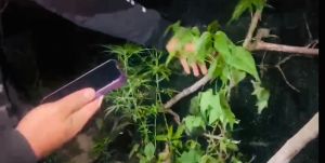 Polres Kerinci Temukan Ladang Ganja dan Bongkar Jaringan Pengedar Kalangan Pelajar