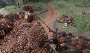 Harga Sawit Jambi Naik Signifikan