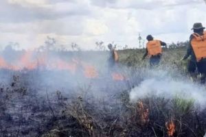 76 Desa di Batang Hari Rawan Karhutla
