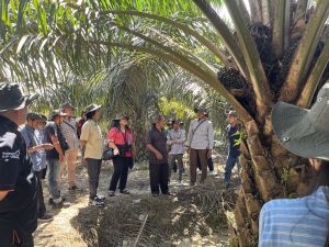 Belasan Jurnalis Bersama Asian Agri Sambangi Kebun Mitra Swadaya