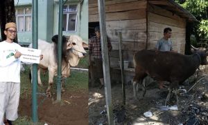 PT SAS dan Group Kembali Salurkan 40 Hewan Kurban untuk Masyarakat