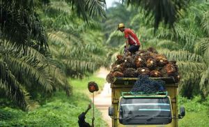 Ketegasan Pemerintah Lunci Pemulihan Harga Sawit Jambi
