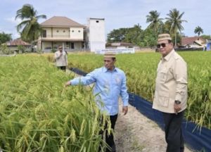 Pemerintah Klaim Produksi Padi Melonjak 100 Persen