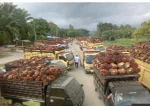 Harga Sawit Naik, Panen Anjlok 30 Persen: Kemarau Tekan Produksi Petani Jambi